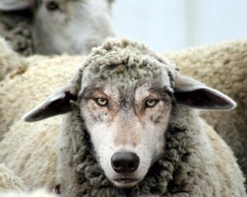 lupo in abiti da pecora