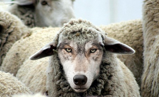 lupo in abiti da pecora