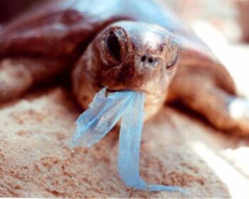 tartaruga con plastica in bocca